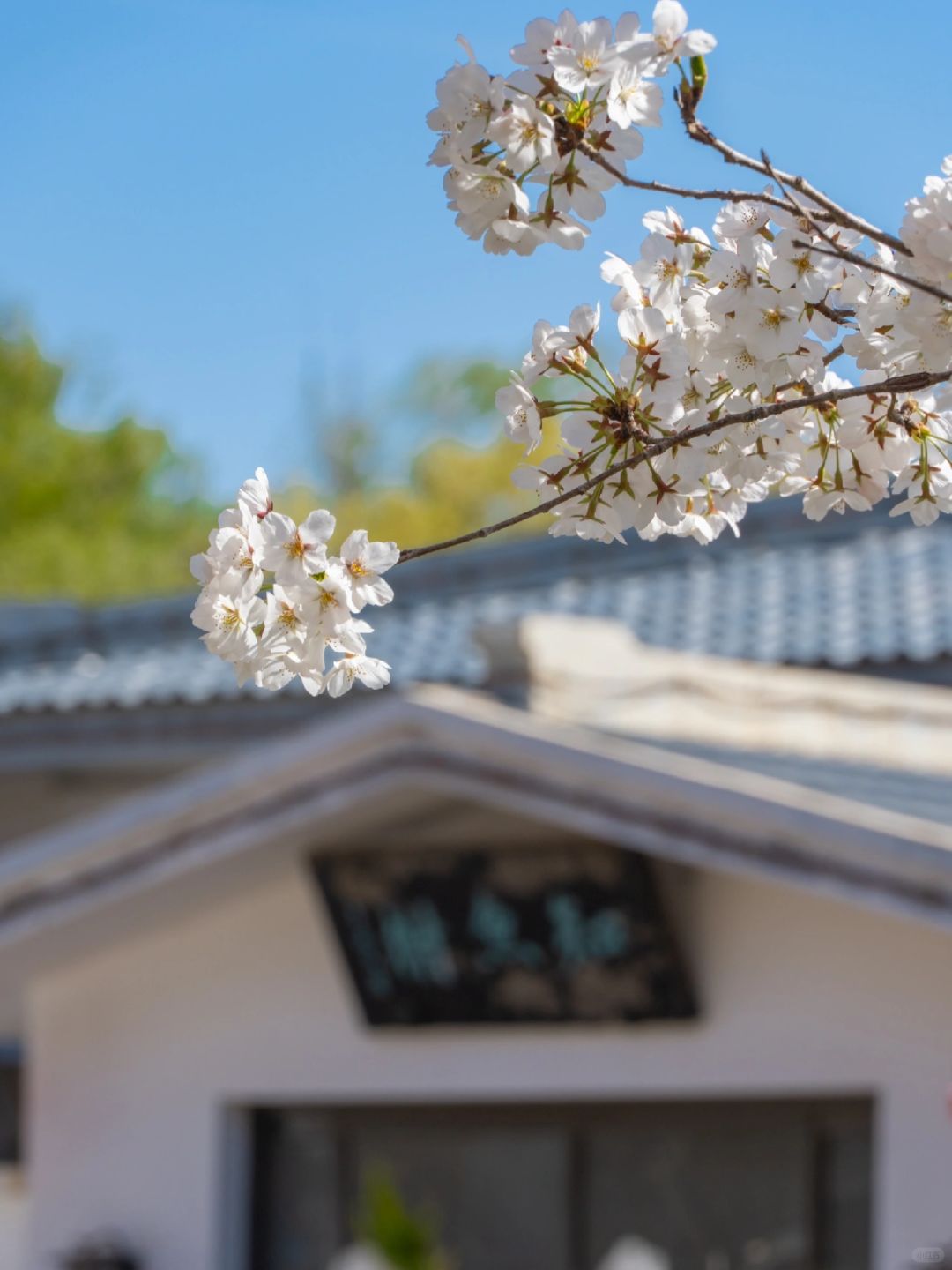 Beijing/Tianjin-Beijing Yuyuantan Park has the largest variety of cherry blossoms in Beijing!