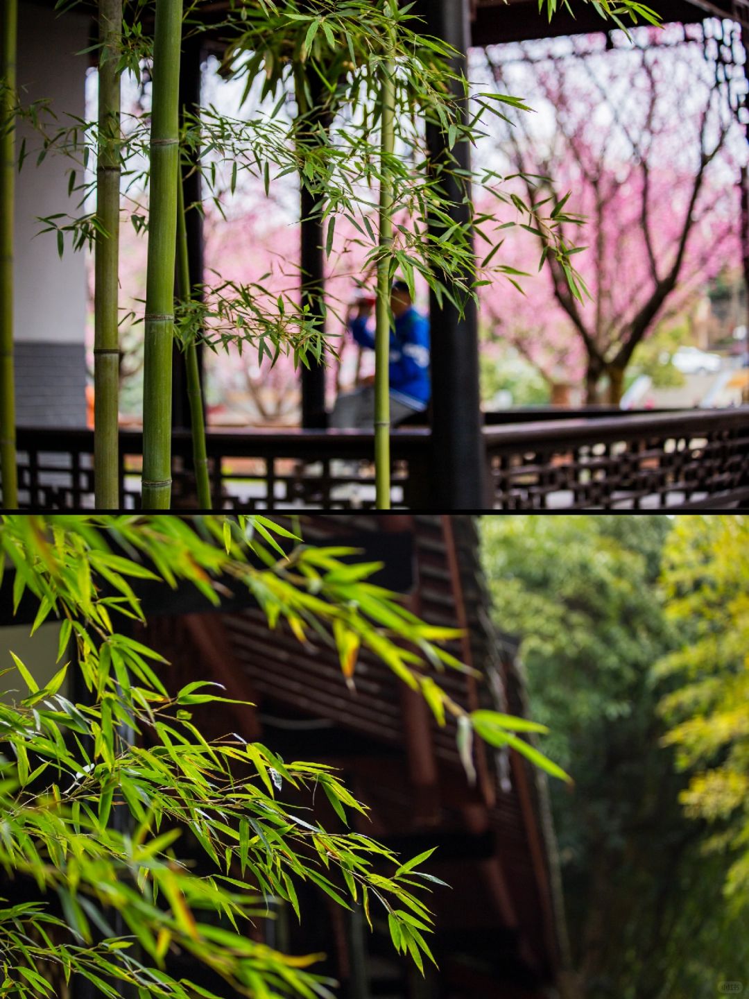 Chengdu/Chongqing-Chengdu Wangjiang Tower Park has planted various types of bamboo!