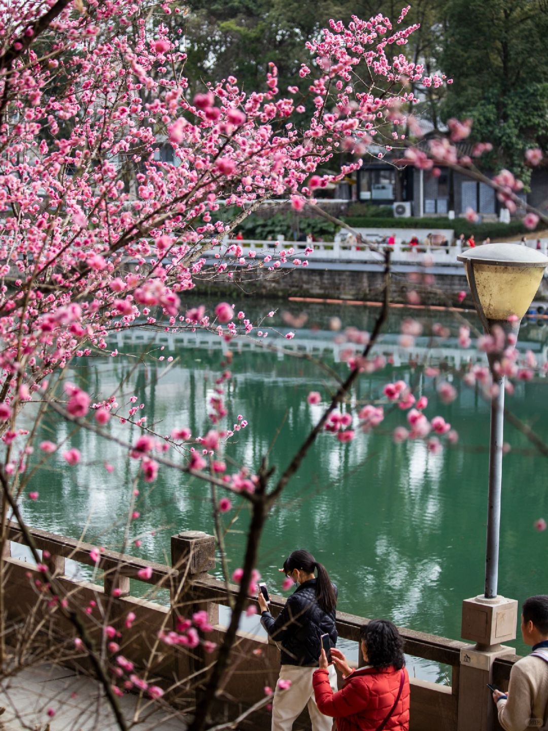 Chengdu/Chongqing-Chengdu Wangjiang Tower Park has planted various types of bamboo!