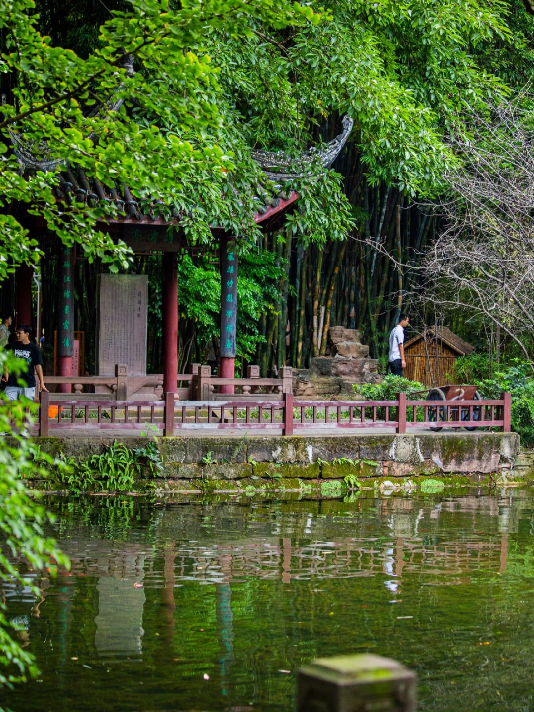 Chengdu/Chongqing-Chengdu Wangjiang Tower Park has planted various types of bamboo!