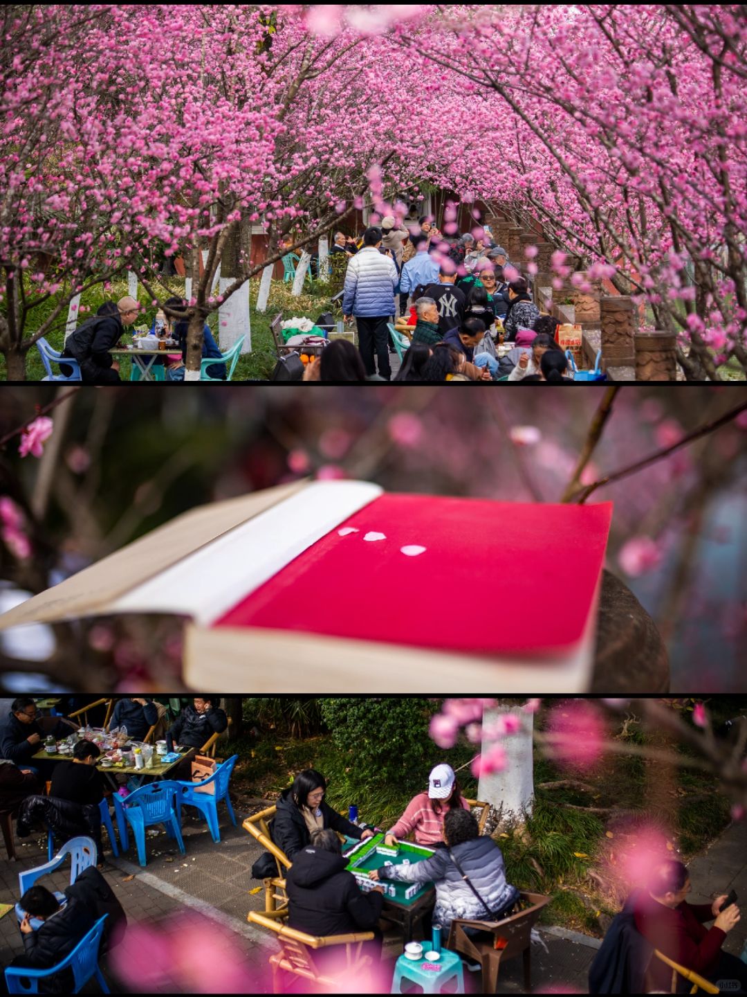 Chengdu/Chongqing-Chengdu Wangjiang Tower Park has planted various types of bamboo!