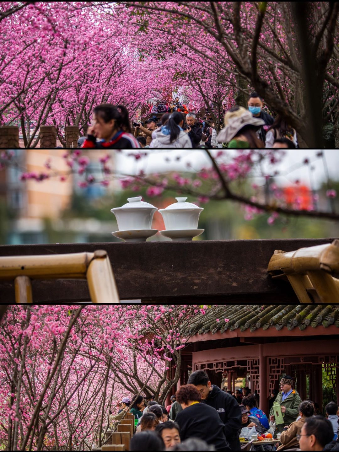 Chengdu/Chongqing-Chengdu Wangjiang Tower Park has planted various types of bamboo!