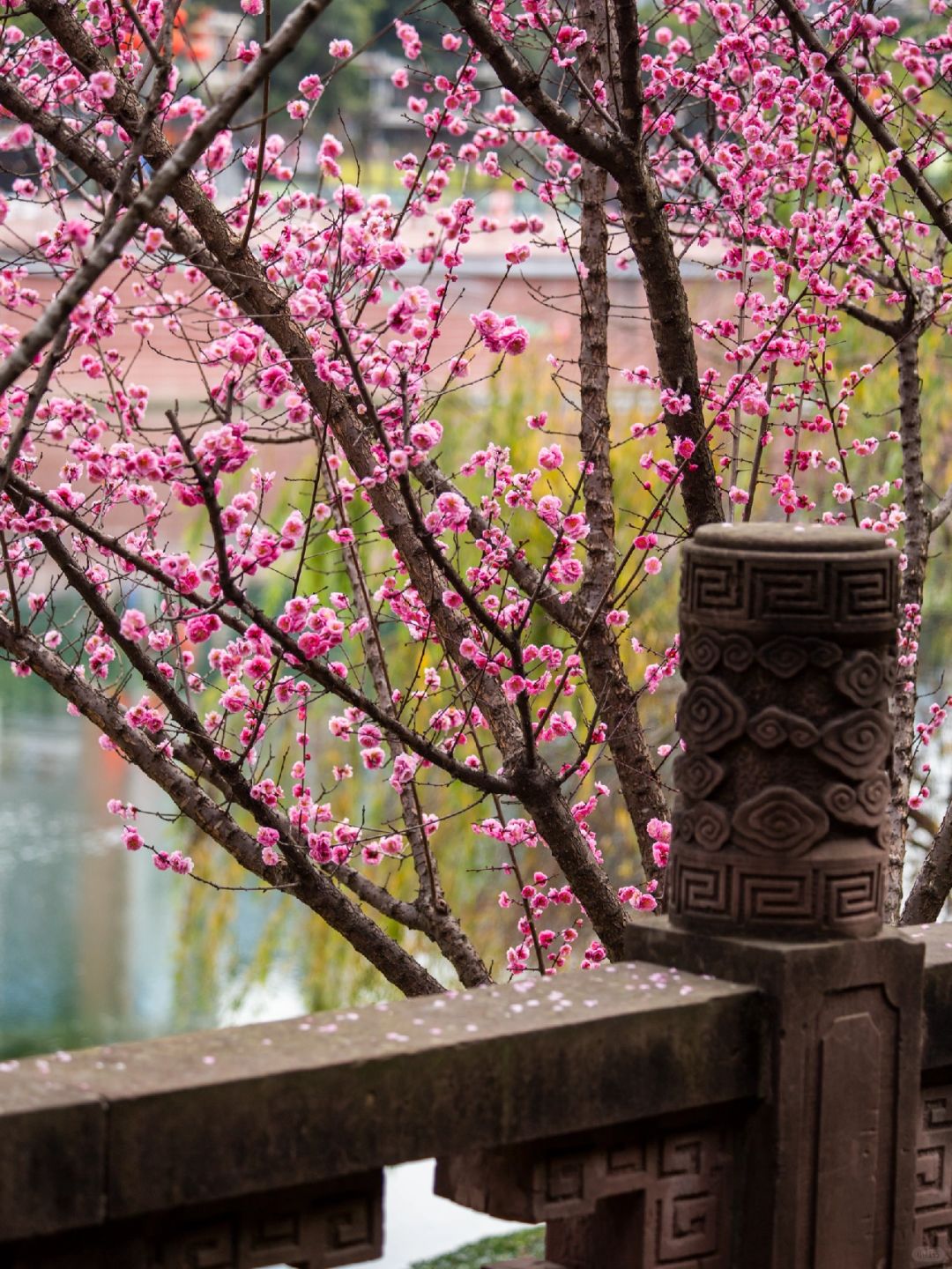 Chengdu/Chongqing-Chengdu Wangjiang Tower Park has planted various types of bamboo!