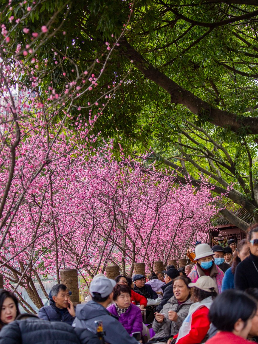 Chengdu/Chongqing-Chengdu Wangjiang Tower Park has planted various types of bamboo!