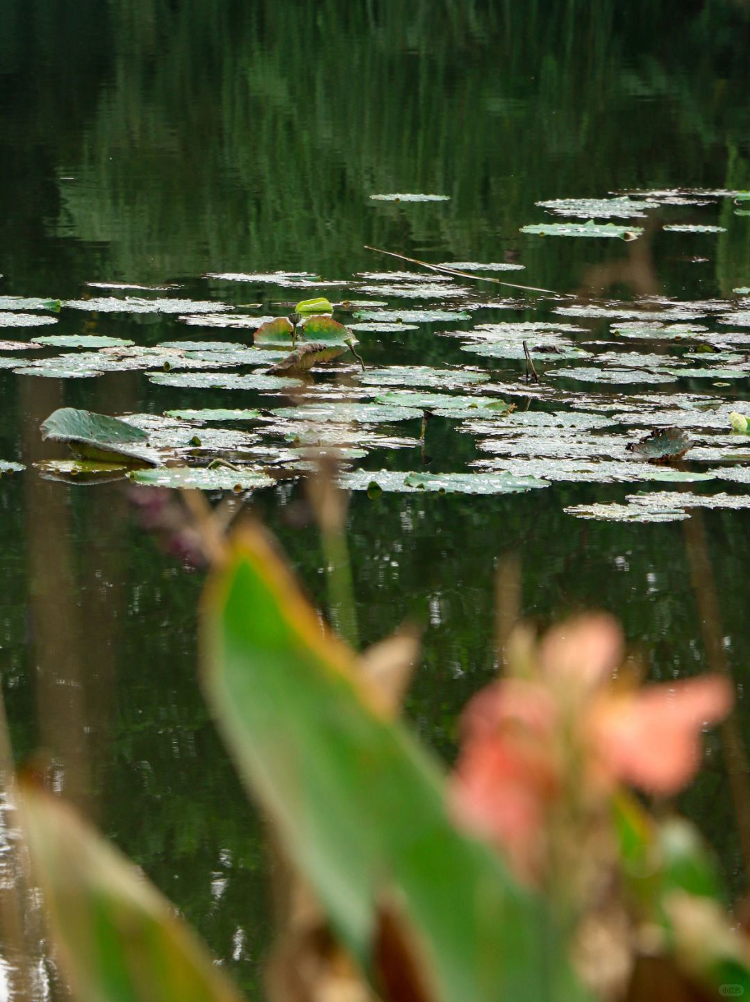 Chengdu/Chongqing-Chengdu Canglang Lake Park integrates natural landscapes and cultural history!