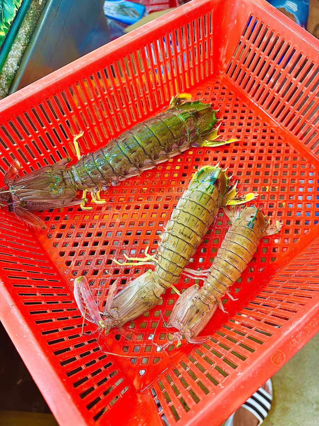 Phuket-Phuket seafood market, market prices of seafood in Patong area (non-tourist prices)