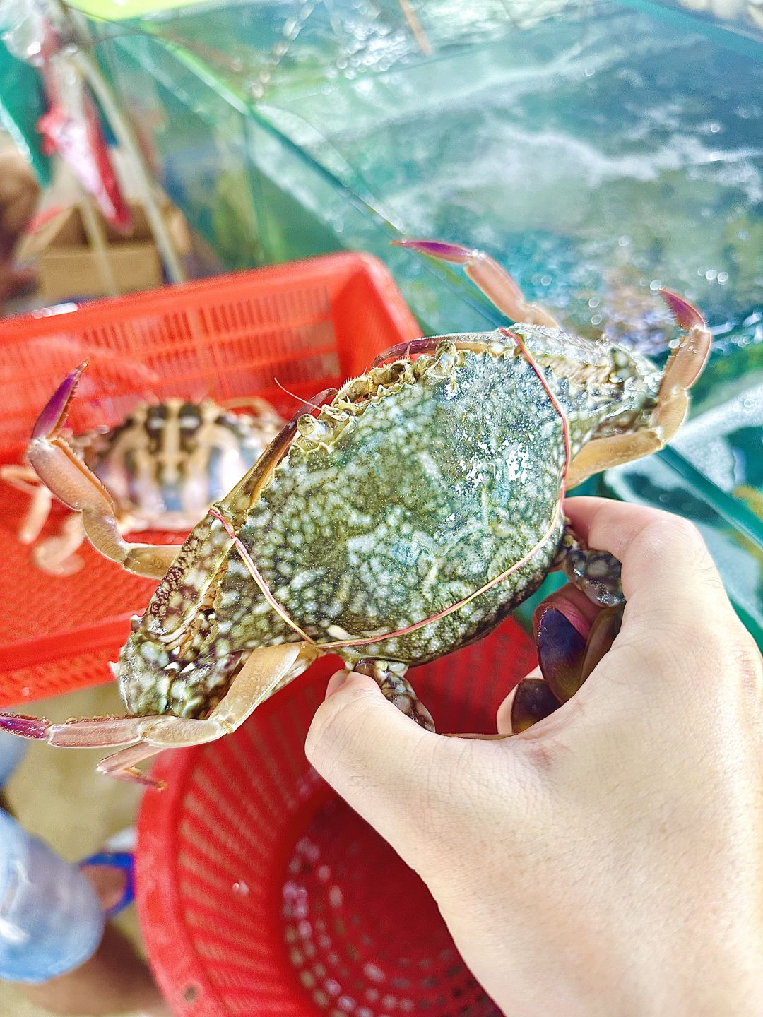 Phuket-Phuket seafood market, market prices of seafood in Patong area (non-tourist prices)