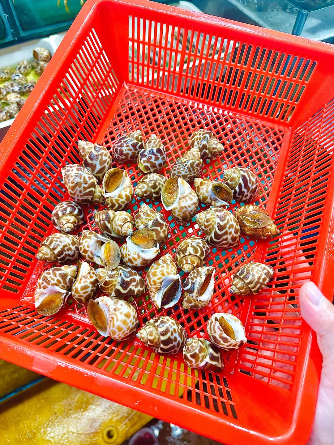 Phuket-Phuket seafood market, market prices of seafood in Patong area (non-tourist prices)