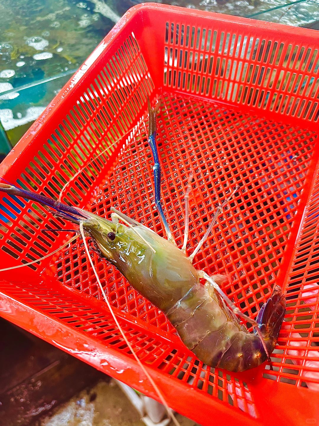 Phuket-Phuket seafood market, market prices of seafood in Patong area (non-tourist prices)