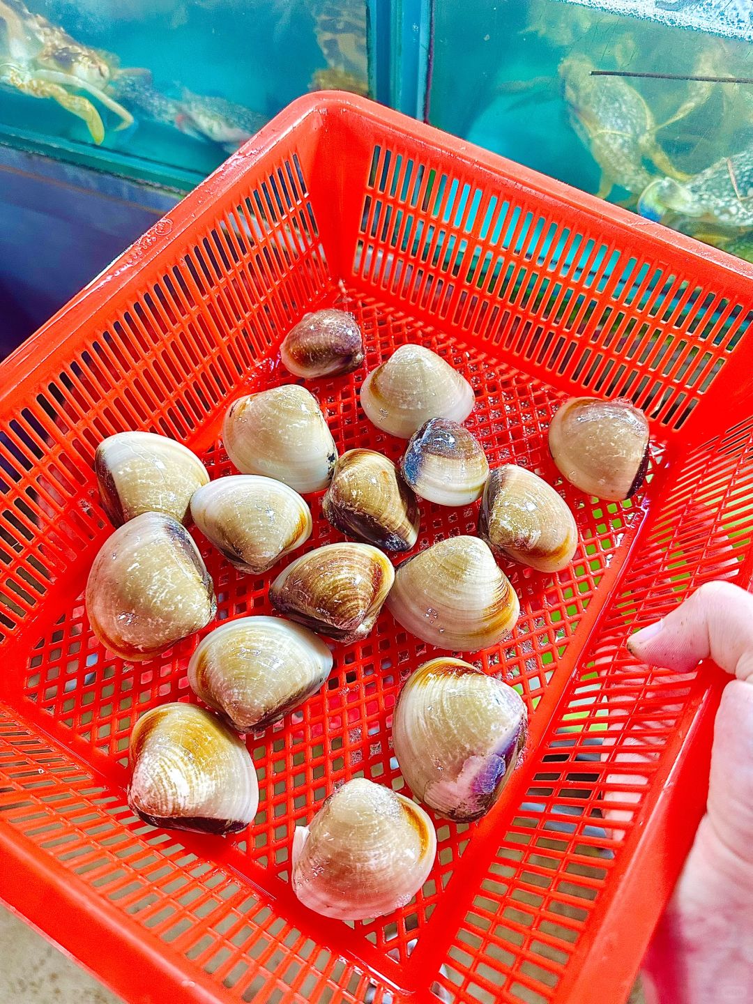 Phuket-Phuket seafood market, market prices of seafood in Patong area (non-tourist prices)