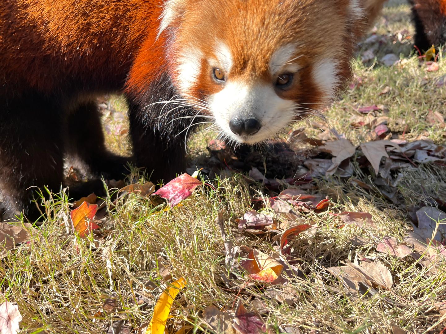 Shanghai/Hangzhou-Shanghai Wildlife Park Tourist Route! You can interact with animals!