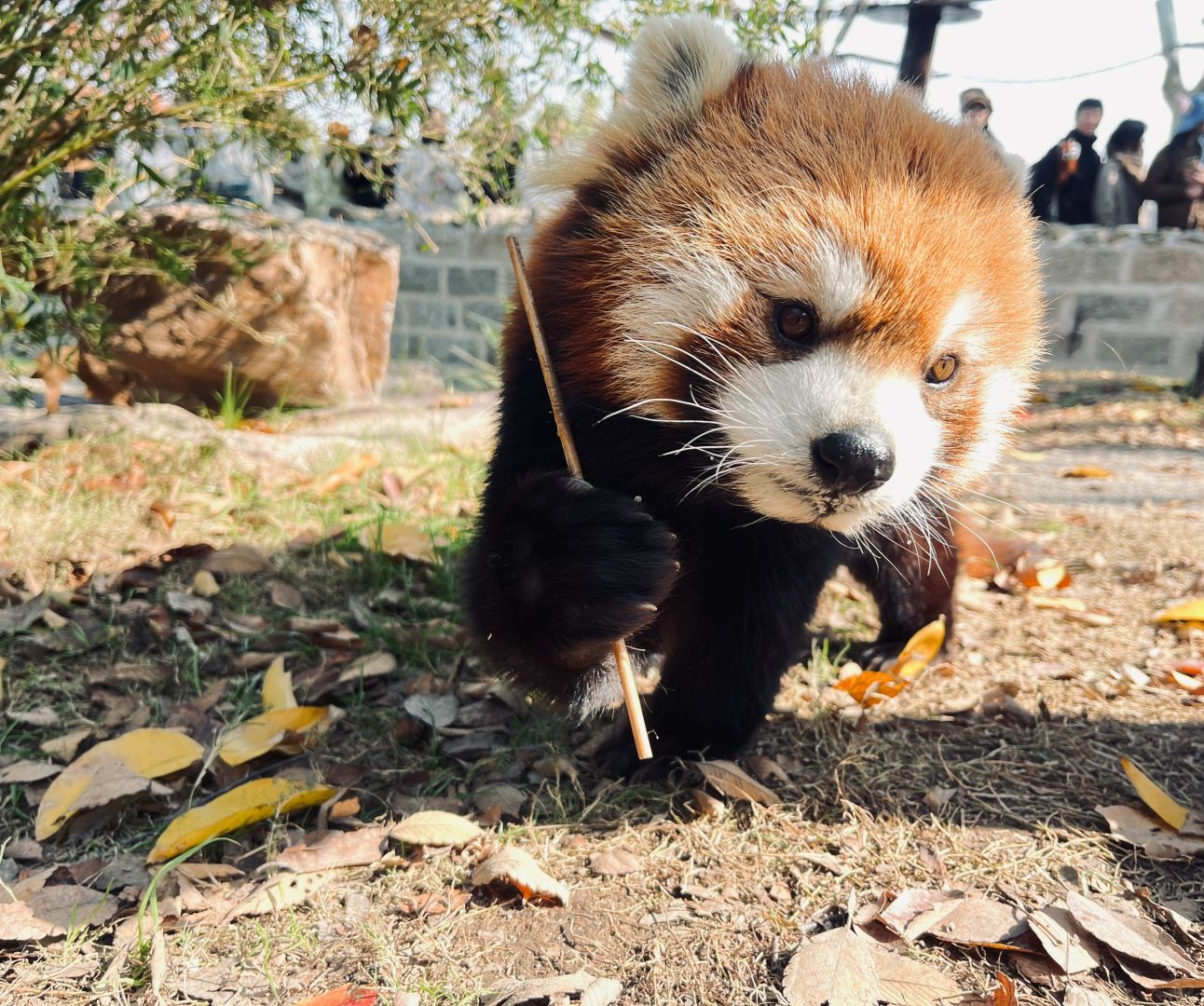 Shanghai/Hangzhou-Shanghai Wildlife Park Tourist Route! You can interact with animals!