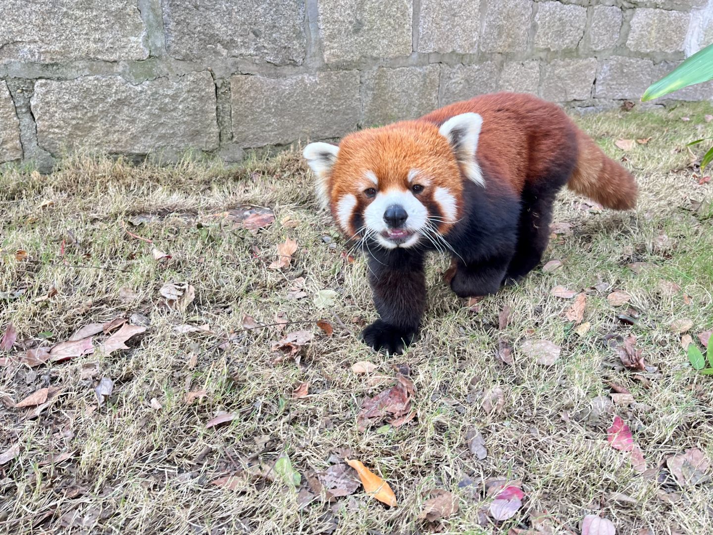 Shanghai/Hangzhou-Shanghai Wildlife Park Tourist Route! You can interact with animals!