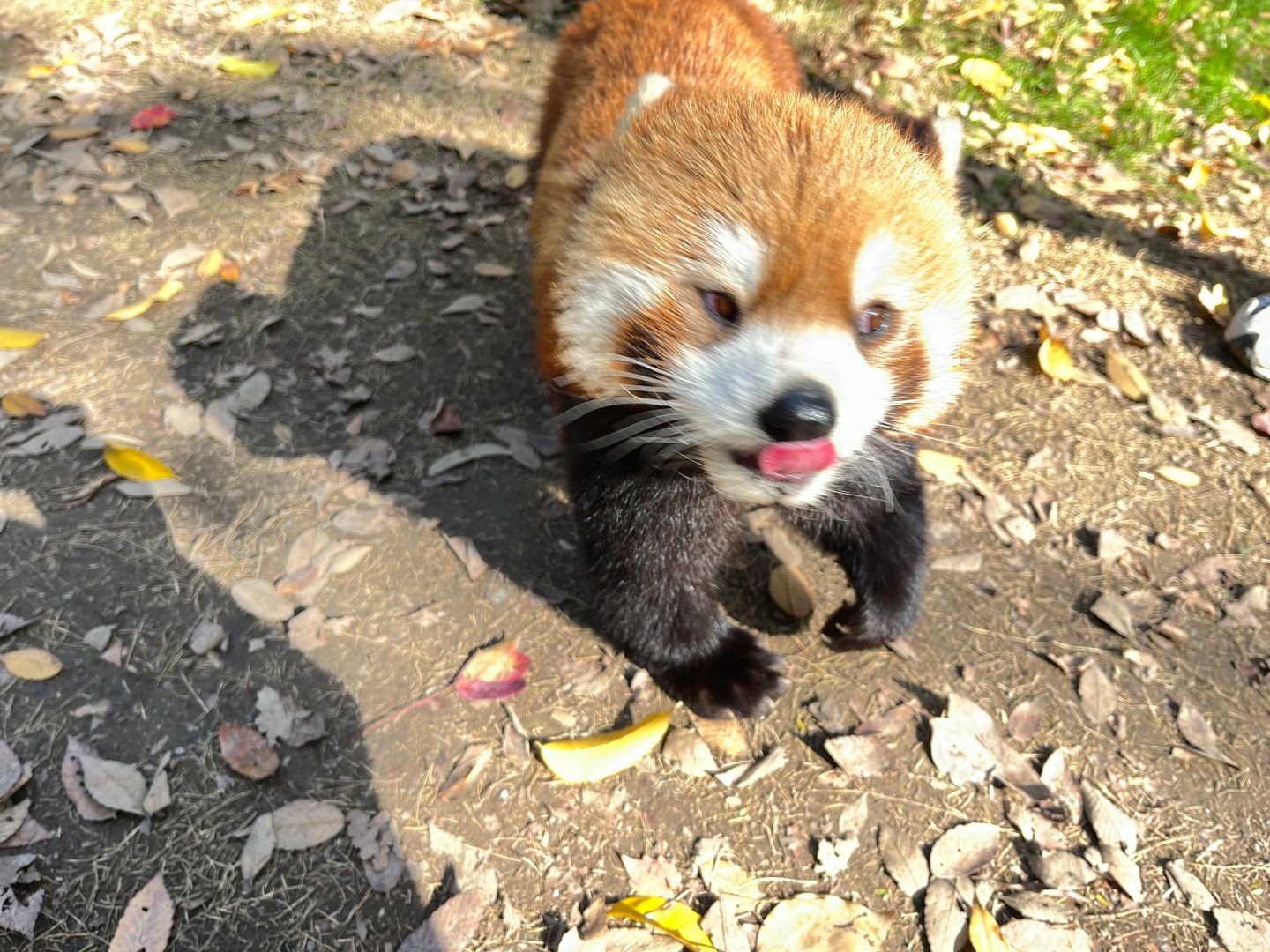 Shanghai/Hangzhou-Shanghai Wildlife Park Tourist Route! You can interact with animals!