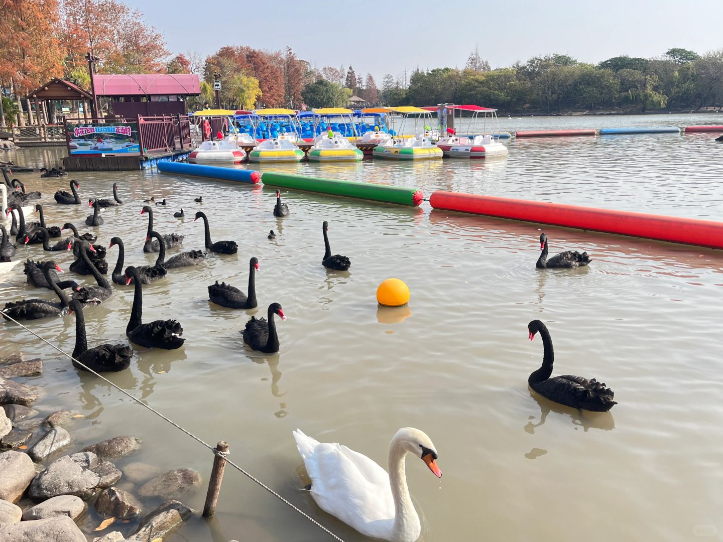 Shanghai/Hangzhou-Shanghai Wildlife Park Tourist Route! You can interact with animals!