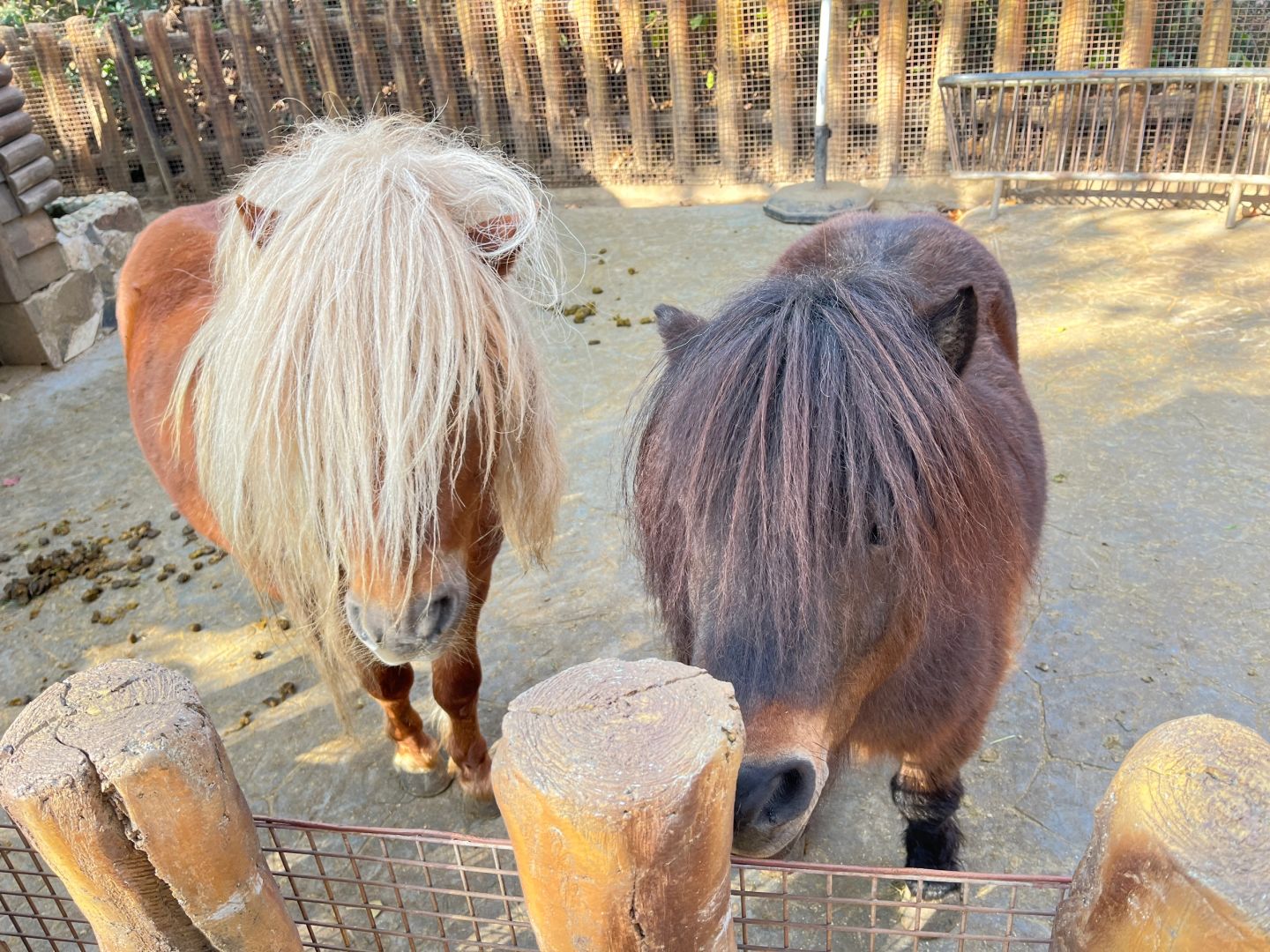 Shanghai/Hangzhou-Shanghai Wildlife Park Tourist Route! You can interact with animals!