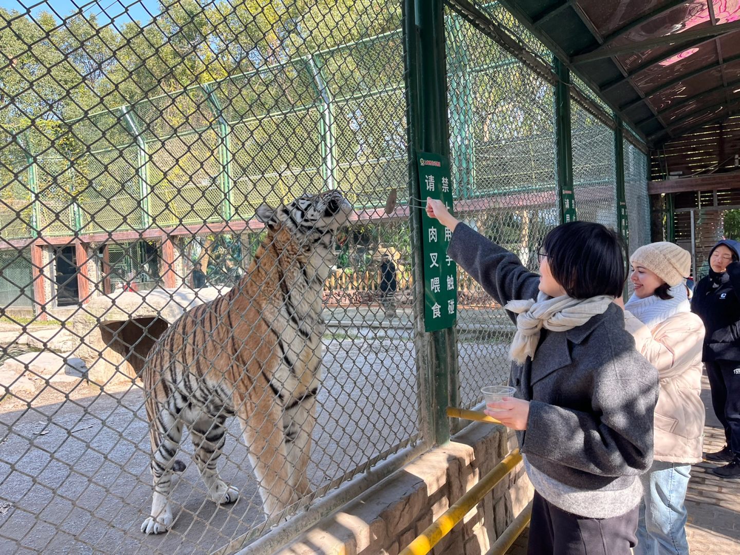 Shanghai/Hangzhou-Shanghai Wildlife Park Tourist Route! You can interact with animals!