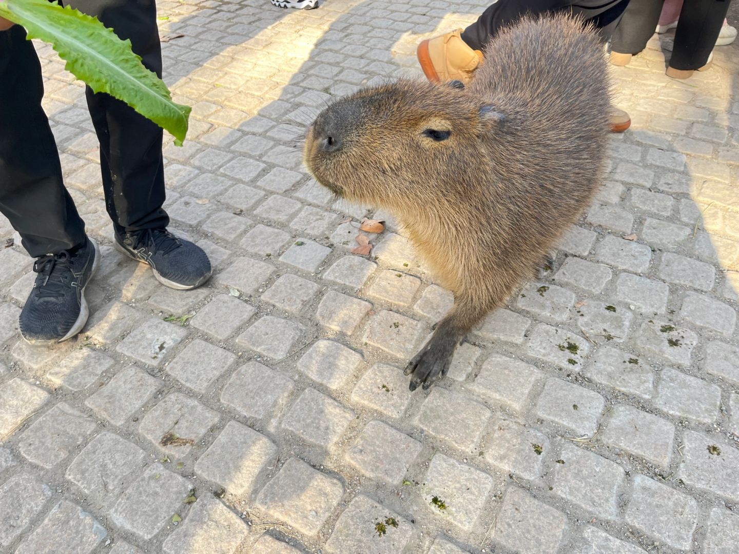 Shanghai/Hangzhou-Shanghai Wildlife Park Tourist Route! You can interact with animals!