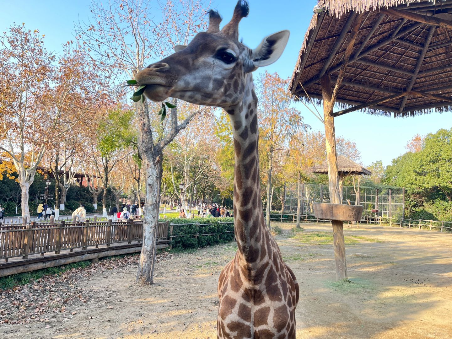 Shanghai/Hangzhou-Shanghai Wildlife Park Tourist Route! You can interact with animals!