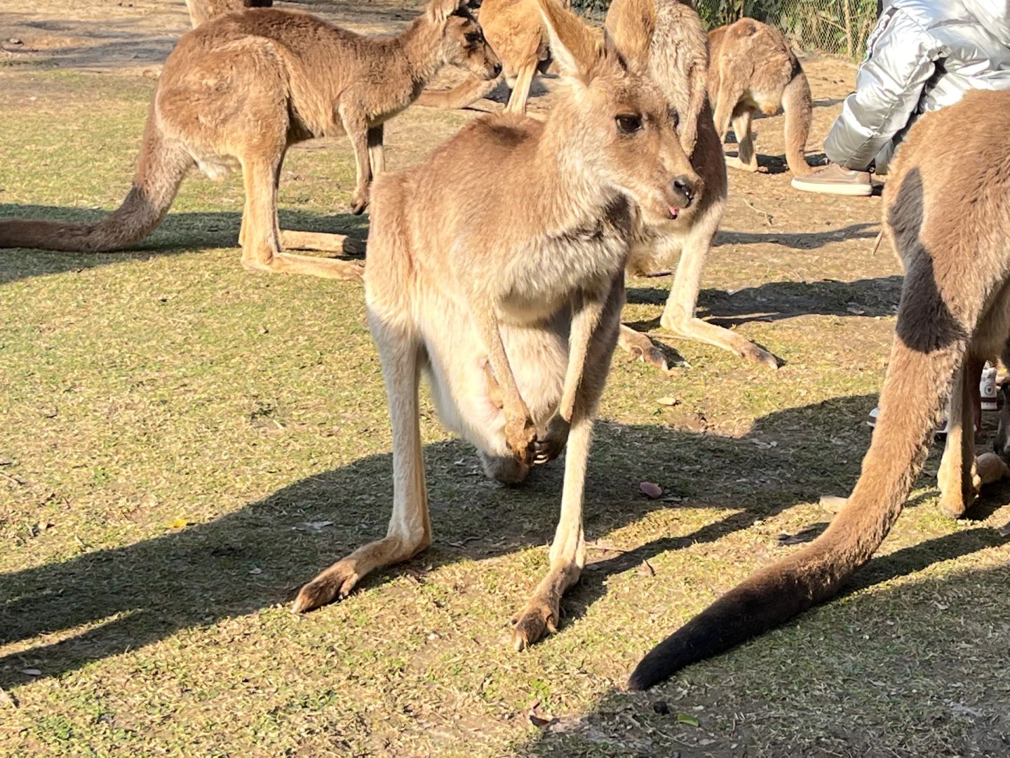 Shanghai/Hangzhou-Shanghai Wildlife Park Tourist Route! You can interact with animals!