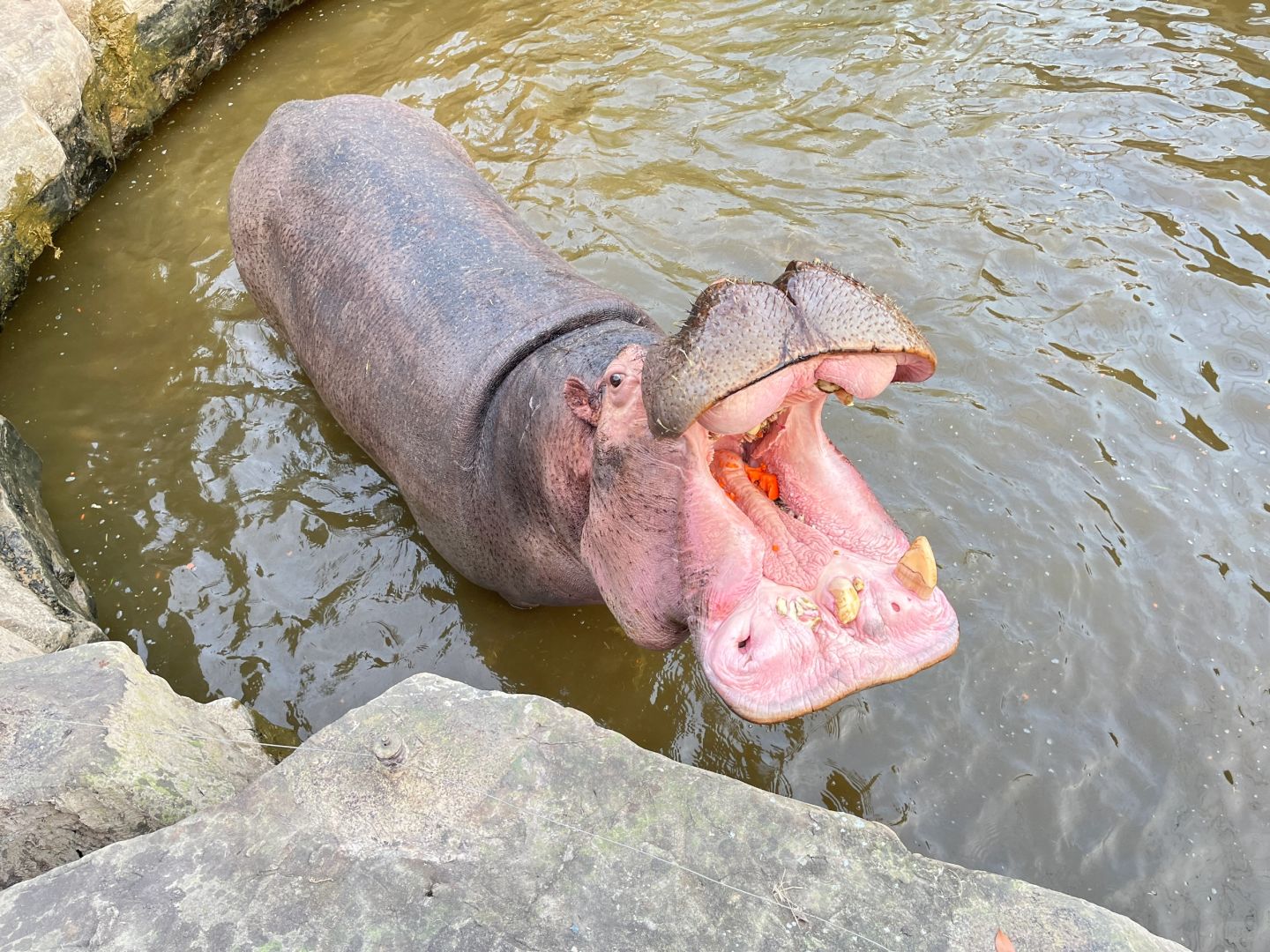 Shanghai/Hangzhou-Shanghai Wildlife Park Tourist Route! You can interact with animals!