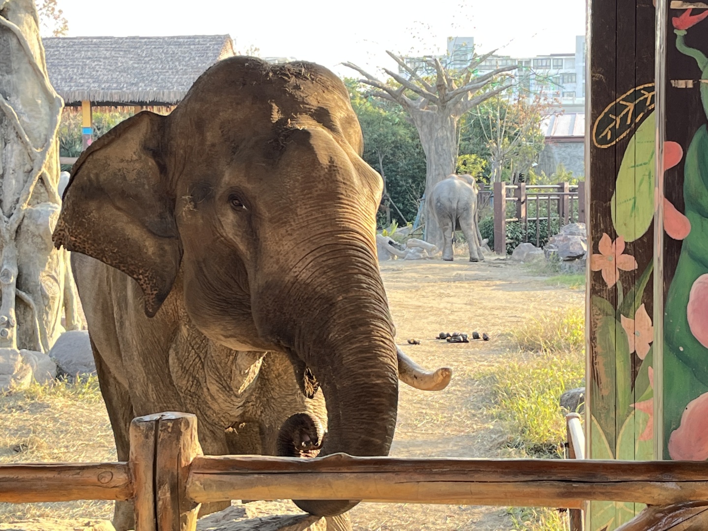 Shanghai/Hangzhou-Shanghai Wildlife Park Tourist Route! You can interact with animals!