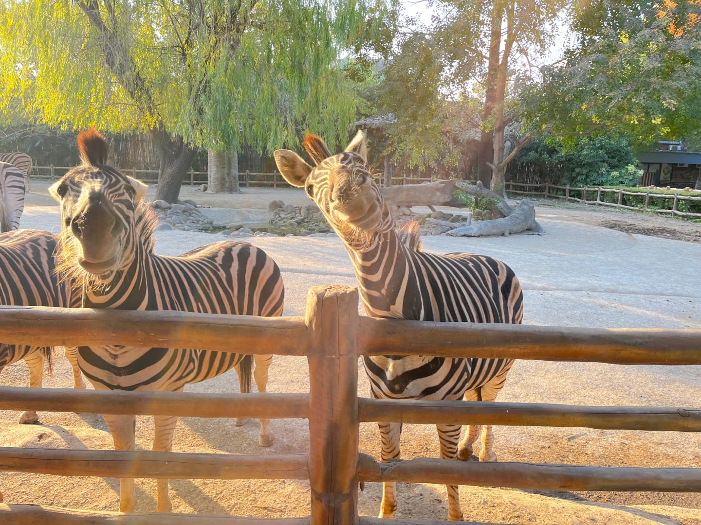 Shanghai/Hangzhou-Shanghai Wildlife Park Tourist Route! You can interact with animals!