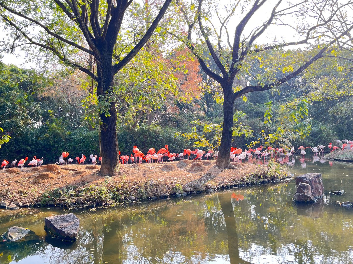 Shanghai/Hangzhou-Shanghai Wildlife Park Tourist Route! You can interact with animals!