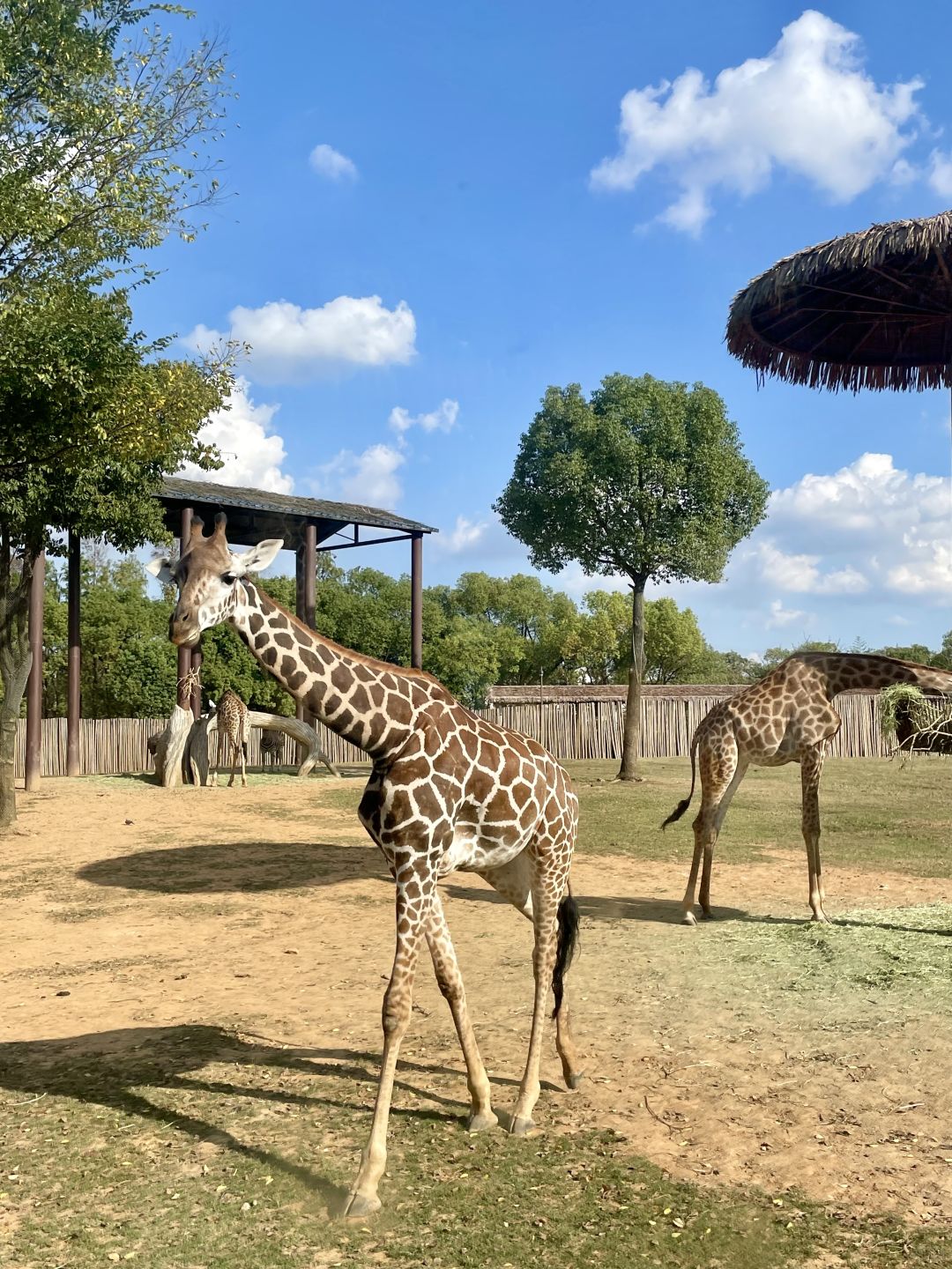 Shanghai/Hangzhou-Shanghai Wildlife Park has a variety of wild animals!