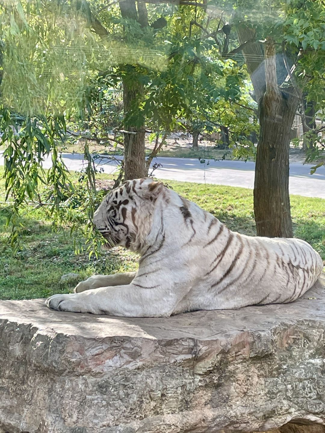 Shanghai/Hangzhou-Shanghai Wildlife Park has a variety of wild animals!