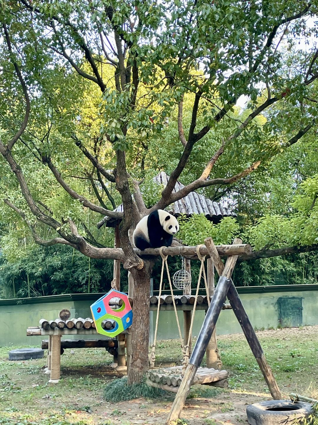 Shanghai/Hangzhou-Shanghai Wildlife Park has a variety of wild animals!