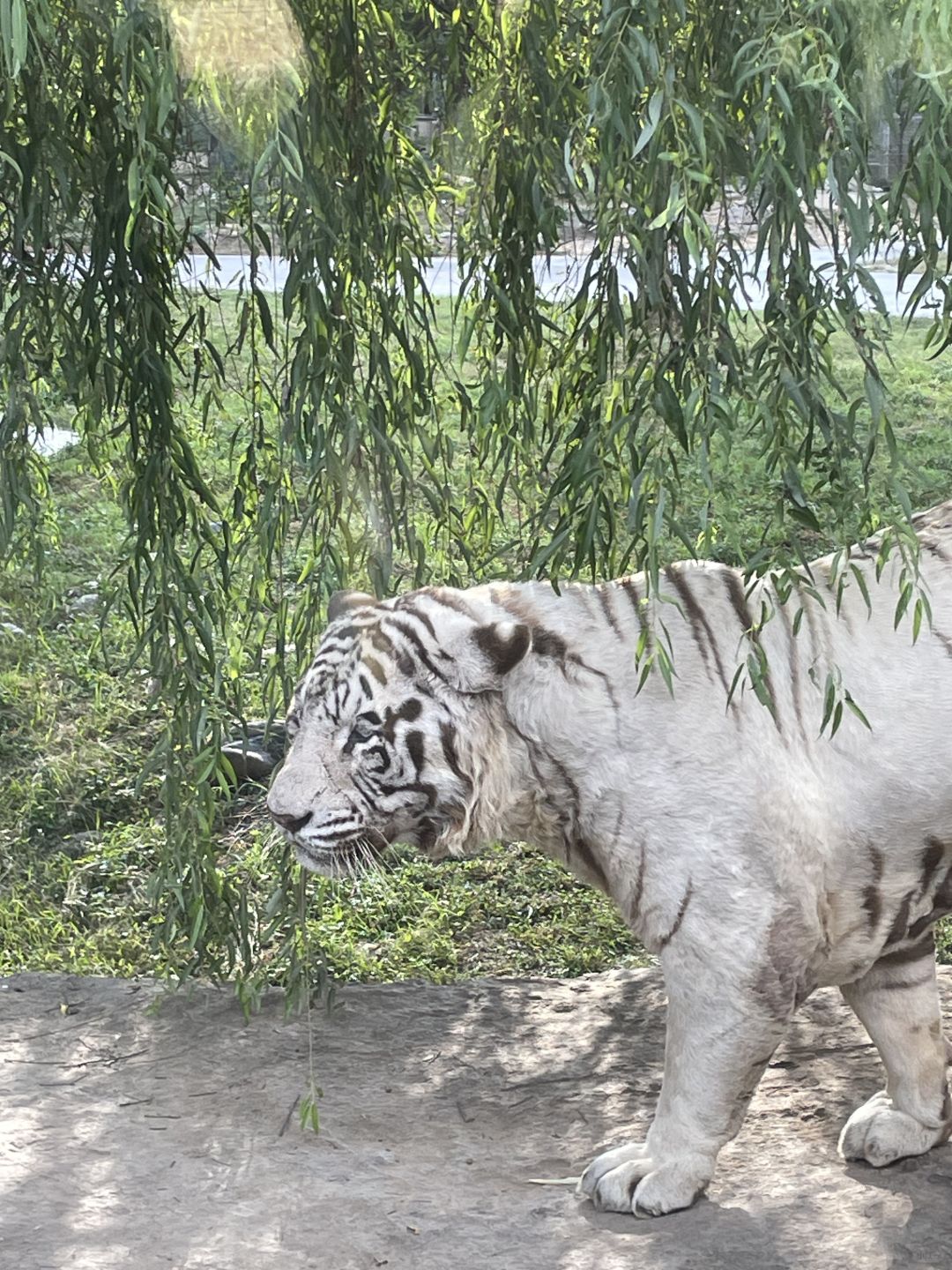 Shanghai/Hangzhou-Shanghai Wildlife Park has a variety of wild animals!