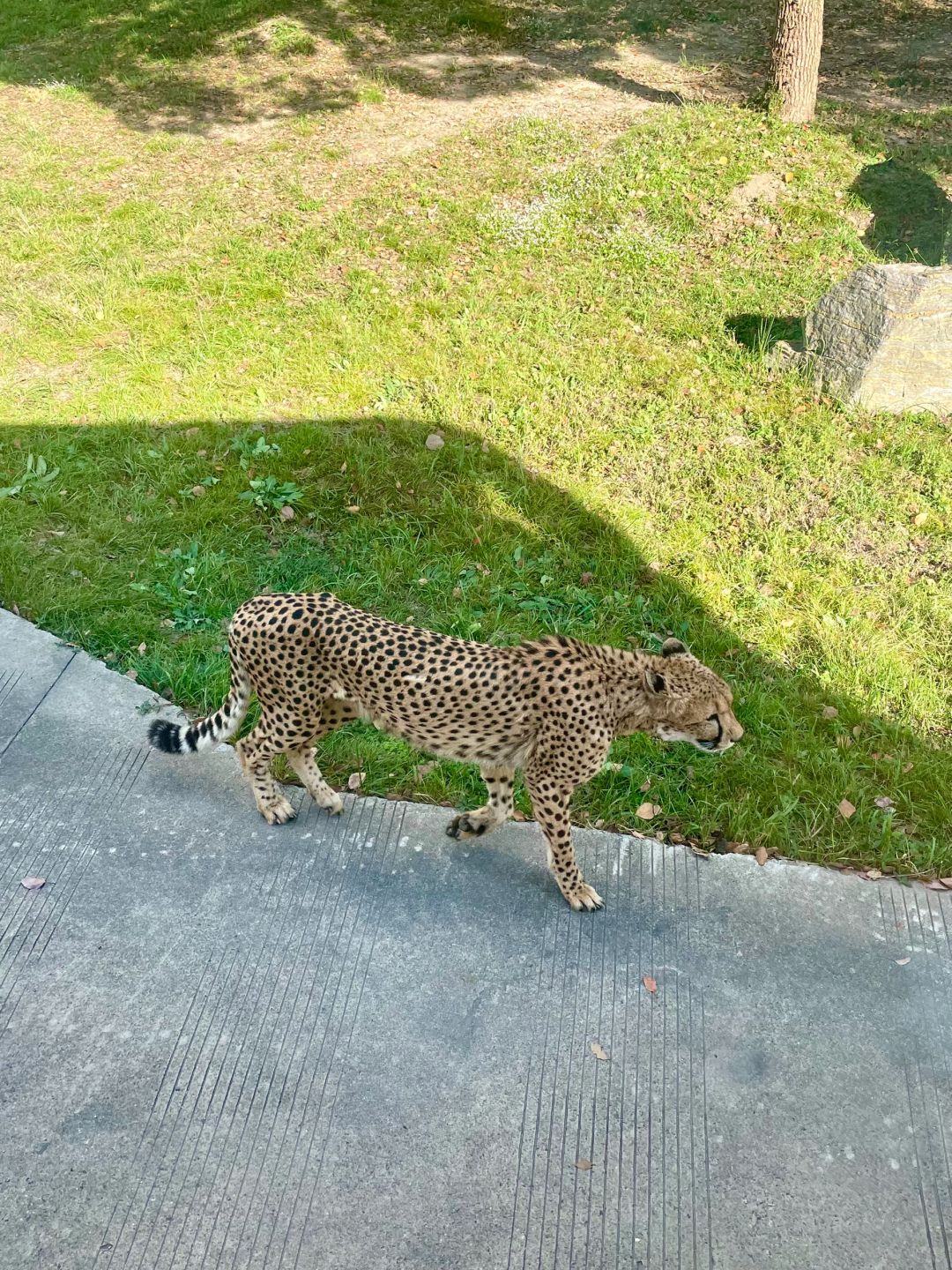 Shanghai/Hangzhou-Shanghai Wildlife Park has a variety of wild animals!