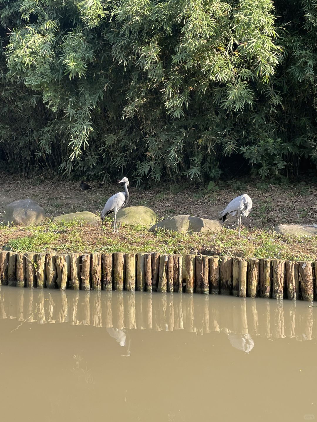 Shanghai/Hangzhou-Shanghai Wildlife Park has a variety of wild animals!