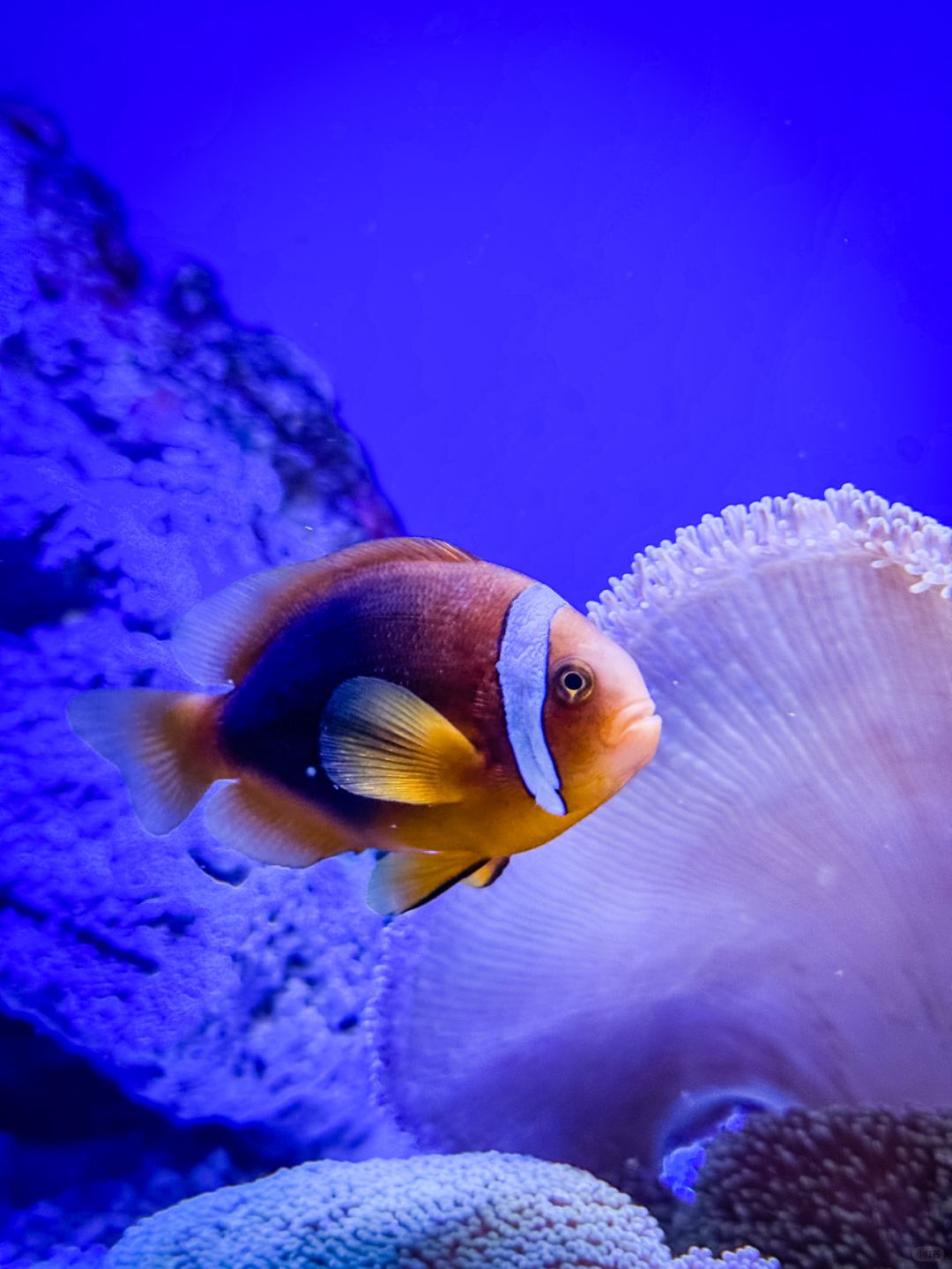 Shanghai/Hangzhou-Shanghai Aquarium has marine creatures from all over the world!