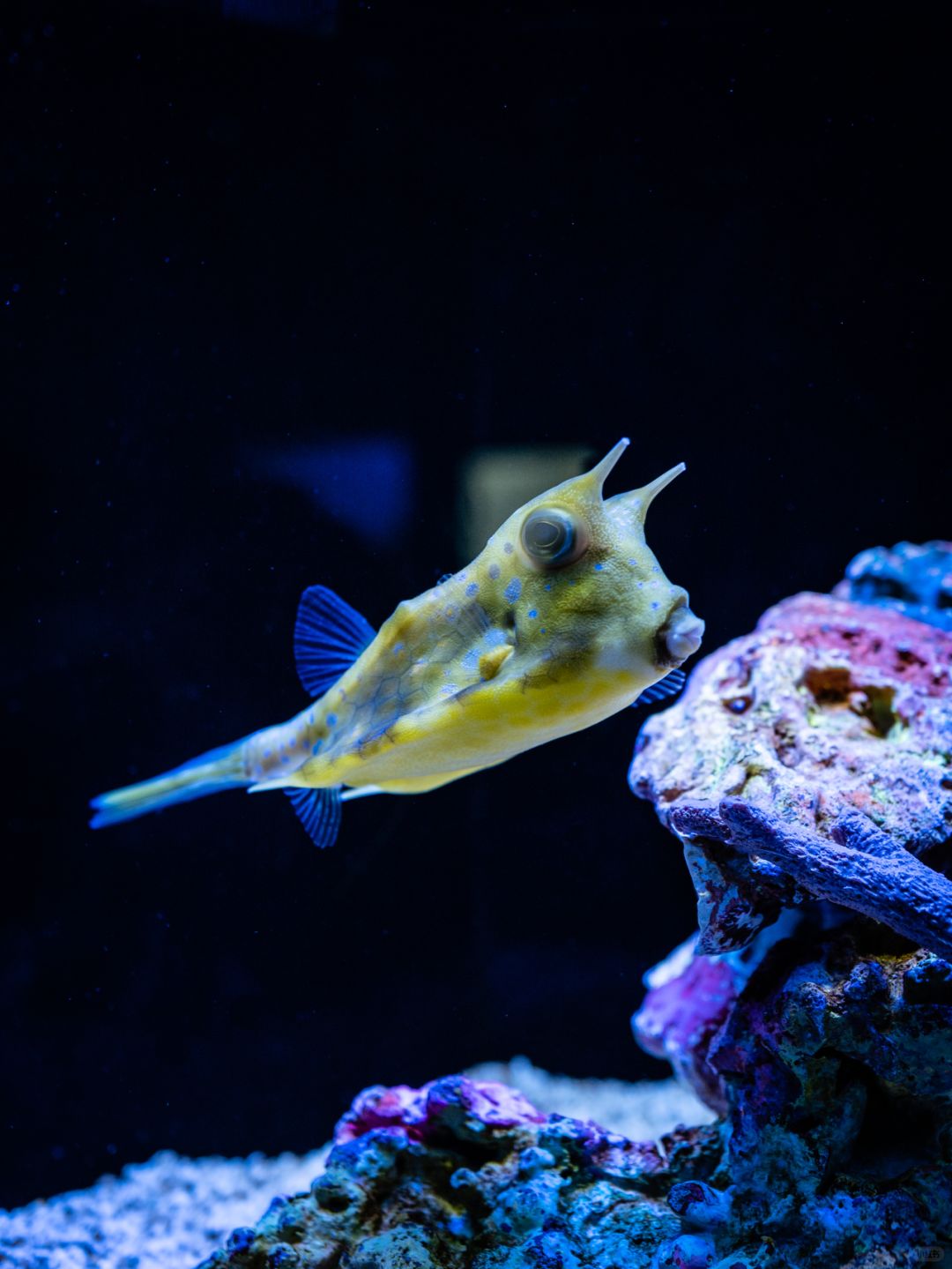 Shanghai/Hangzhou-Shanghai Aquarium has marine creatures from all over the world!