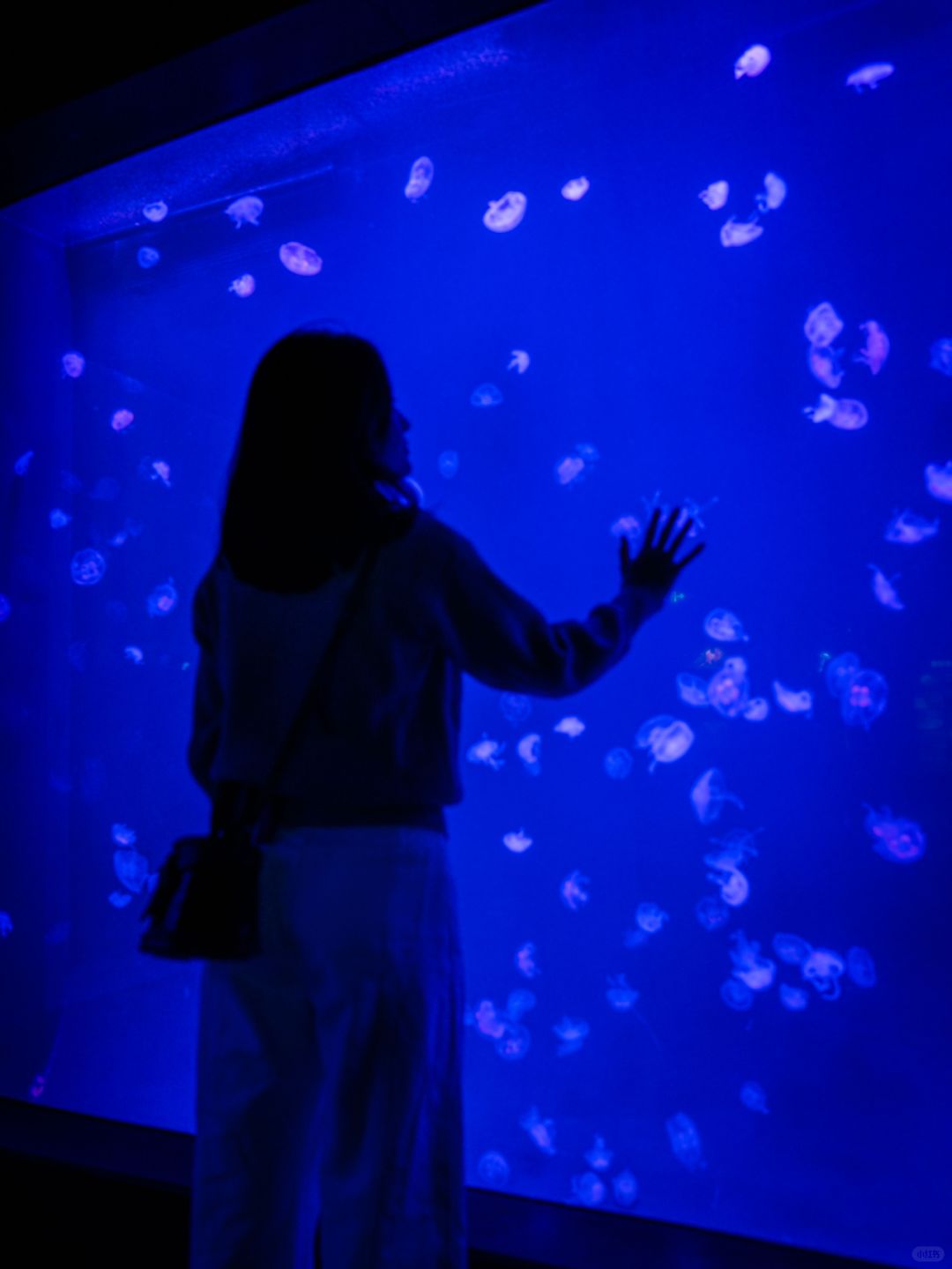 Shanghai/Hangzhou-Shanghai Aquarium has marine creatures from all over the world!