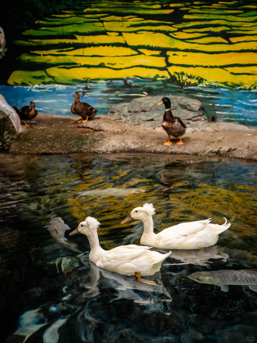 Shanghai/Hangzhou-Shanghai Aquarium has marine creatures from all over the world!