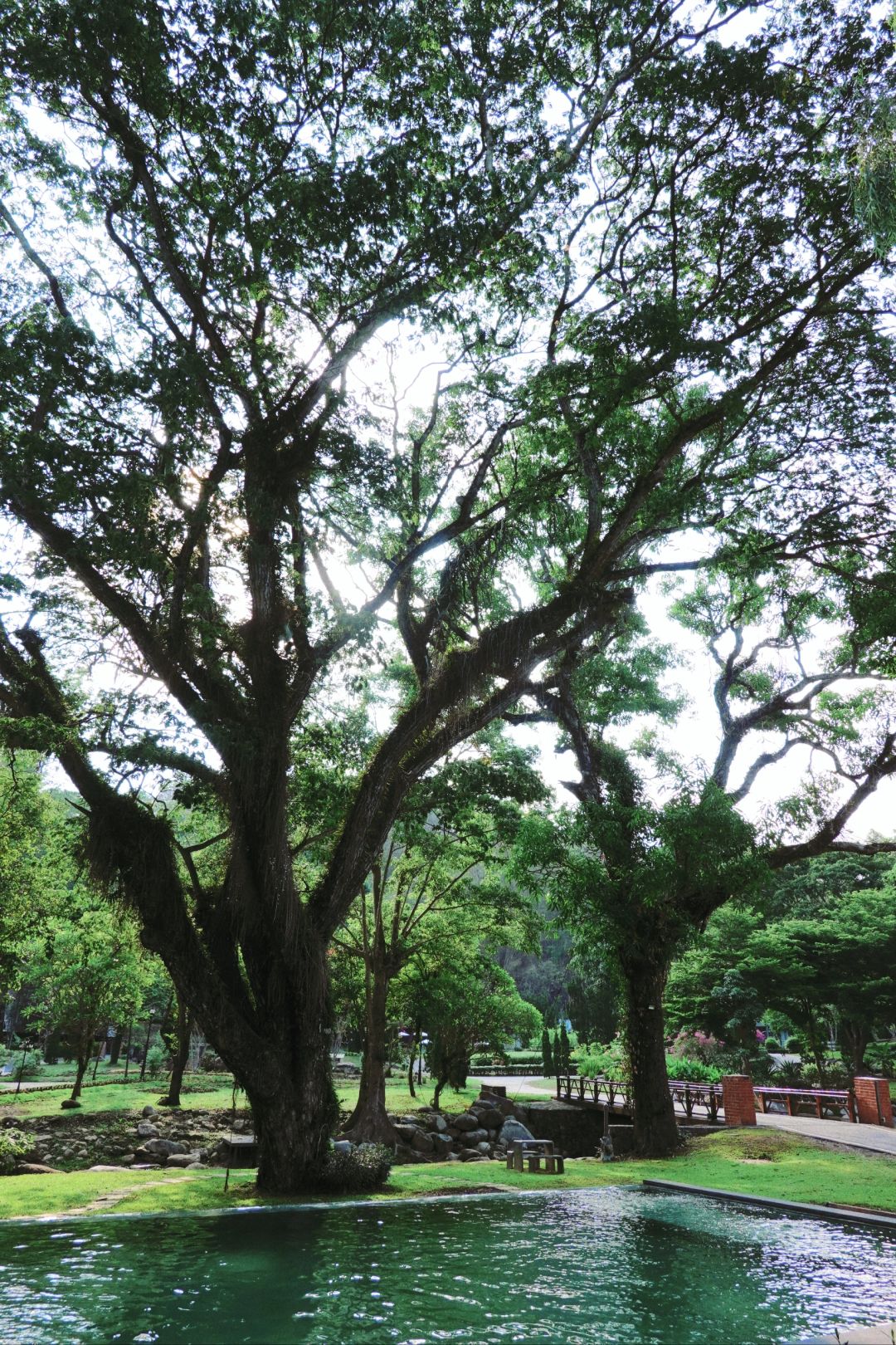 Chiang Mai-Love to die this forest garden hotel in Chiang Mai Mountain