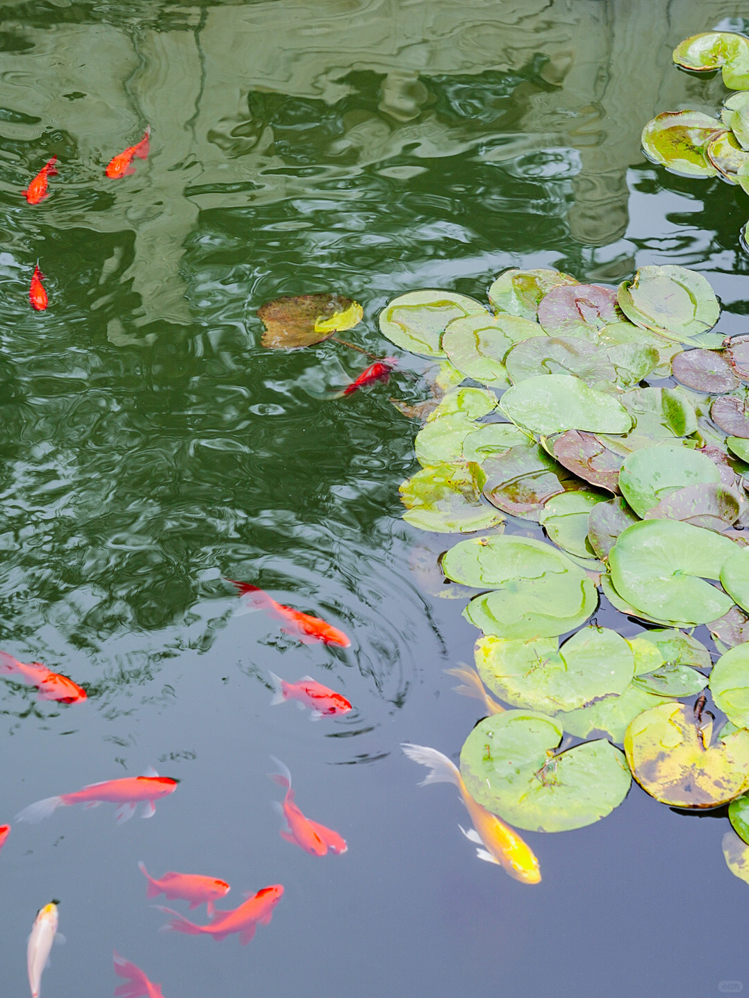 Beijing/Tianjin-Beijing Temple, a niche place suitable for strolling!