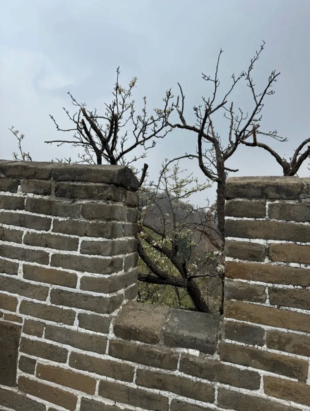 Beijing/Tianjin-This Beijing Great Wall guide is suitable for family travelers!