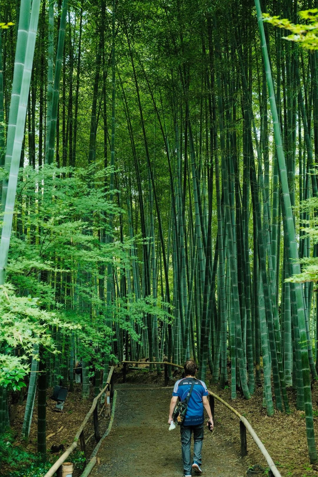 Osaka-Kyoto Kodaiji Temple and Daiun-in Temple, a maple leaf viewing park known to locals