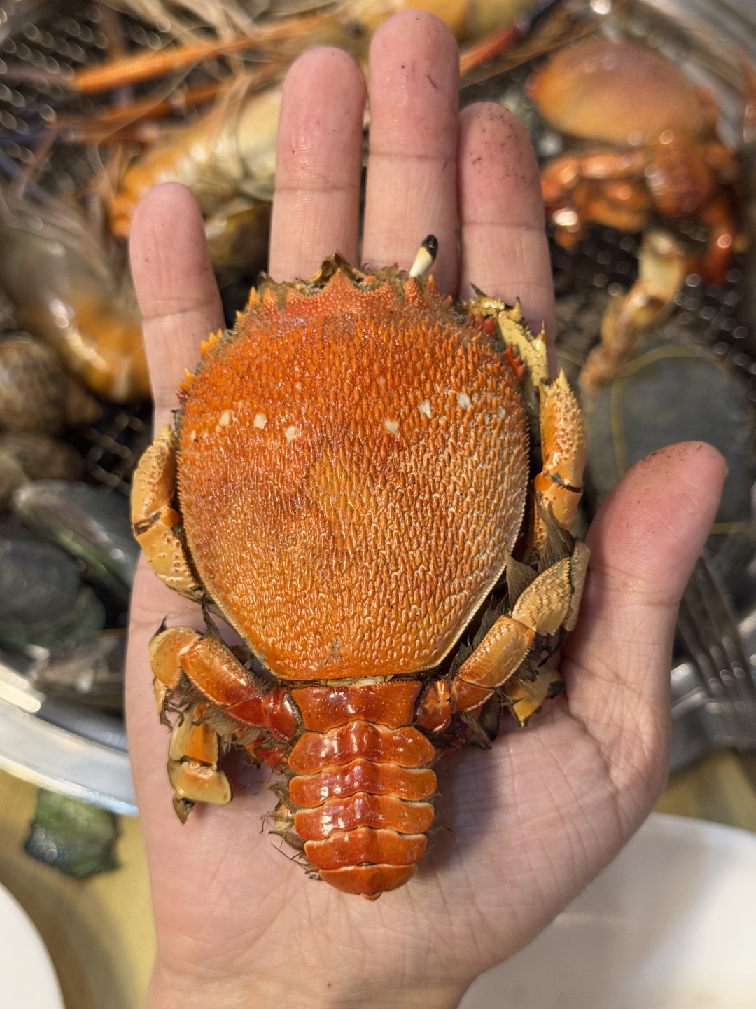 Pattaya-Jomtien Lobster Beach Buffet Restaurant, priced at 499 baht per person, with fresh ingredients