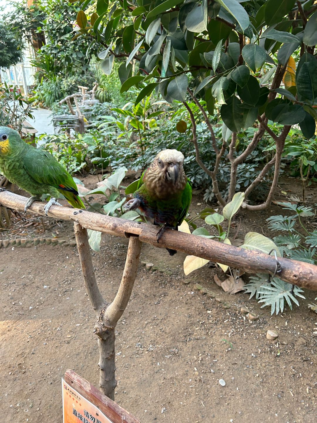 Beijing/Tianjin-Beijing Wuzhou Botanical Garden has a parrot performance, which is very exciting!