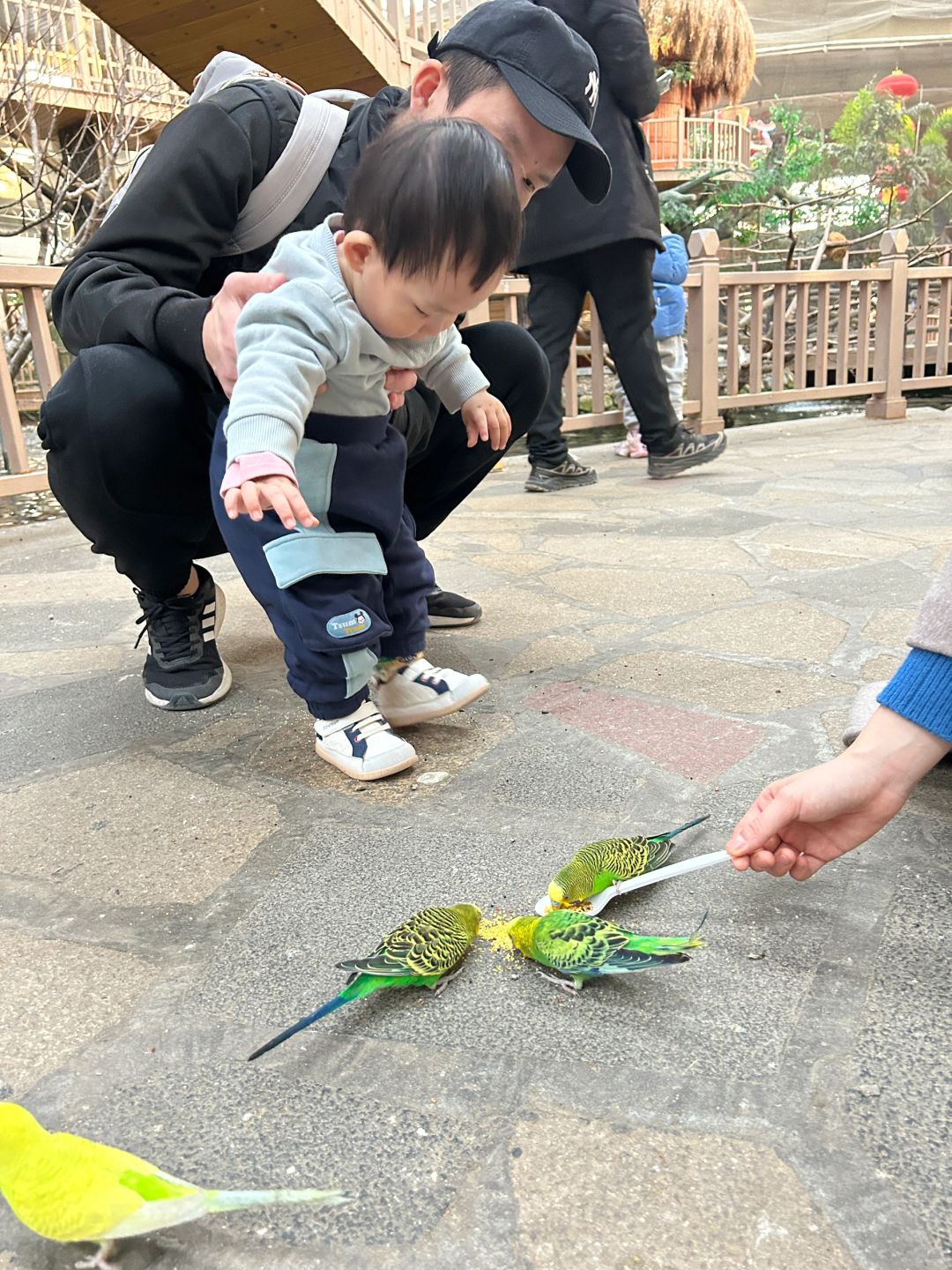 Beijing/Tianjin-Beijing Wuzhou Botanical Garden has a parrot performance, which is very exciting!