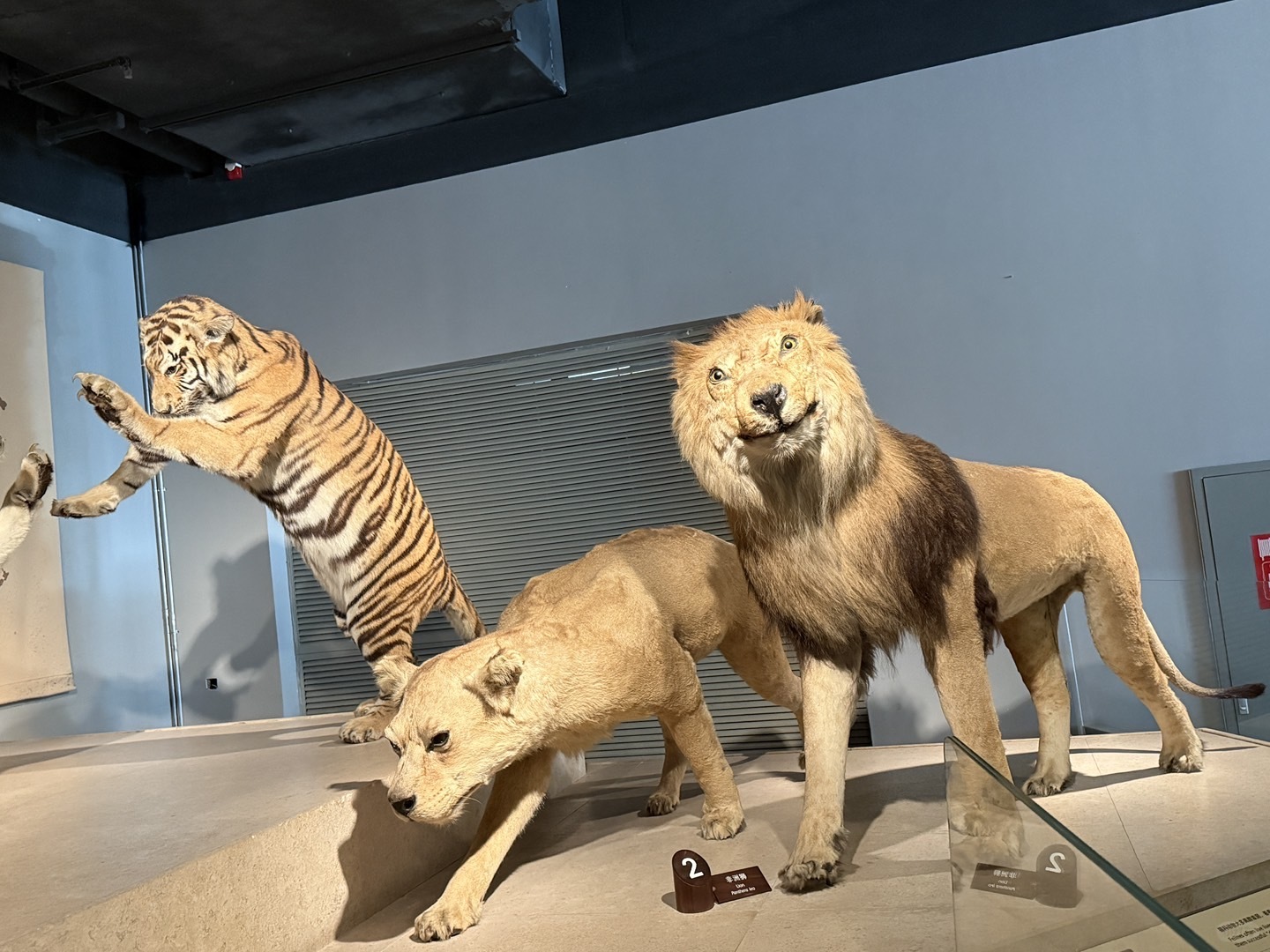 Shanghai/Hangzhou-The Shanghai Museum of Natural History has relatively outdated facilities, which is disappointing!