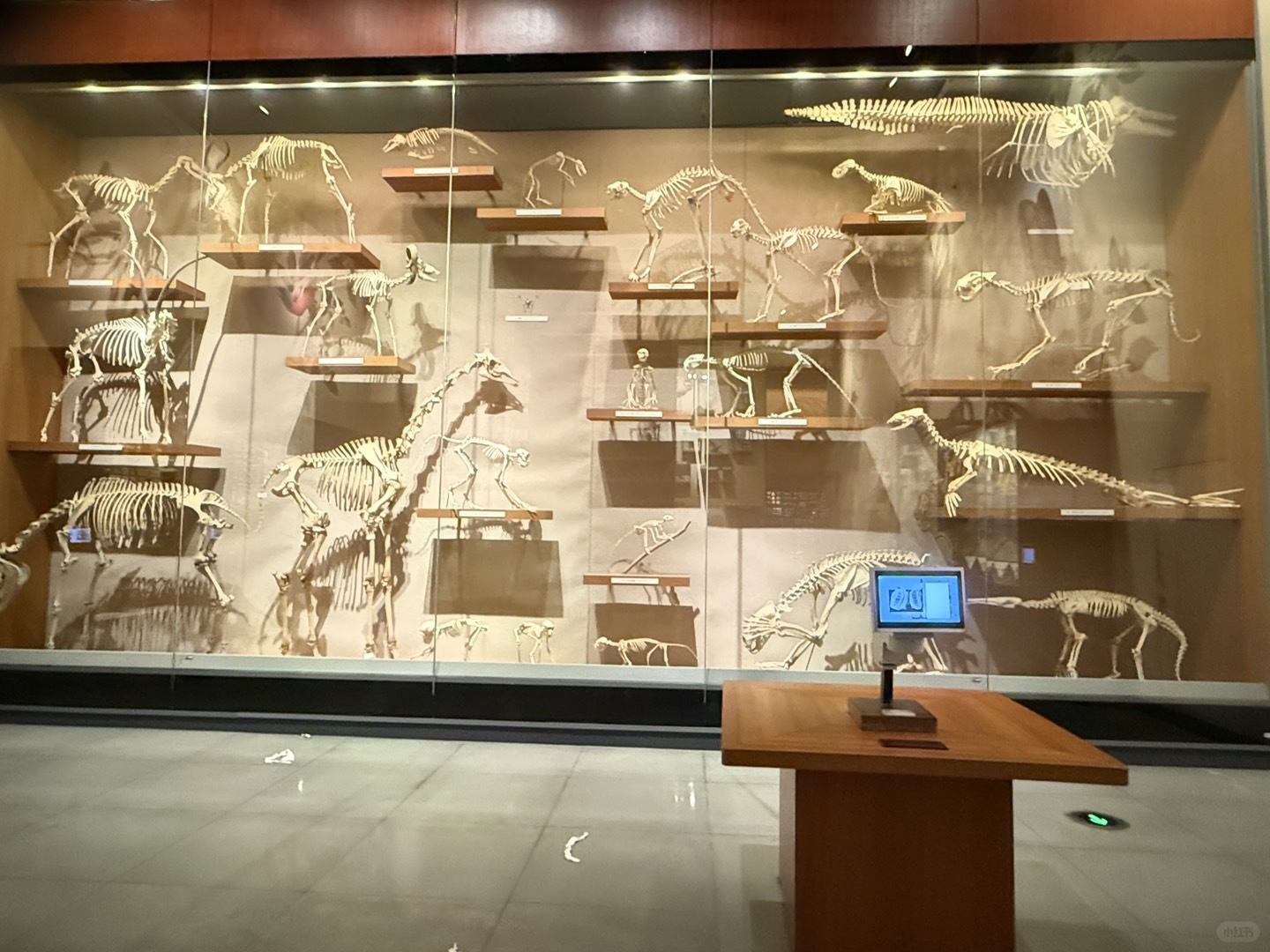 Shanghai/Hangzhou-The Shanghai Museum of Natural History has relatively outdated facilities, which is disappointing!