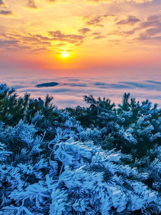 Changsha-There are many places to admire rime in Hunan, and the mountaintops are covered with crystal clear mist, like jade trees!