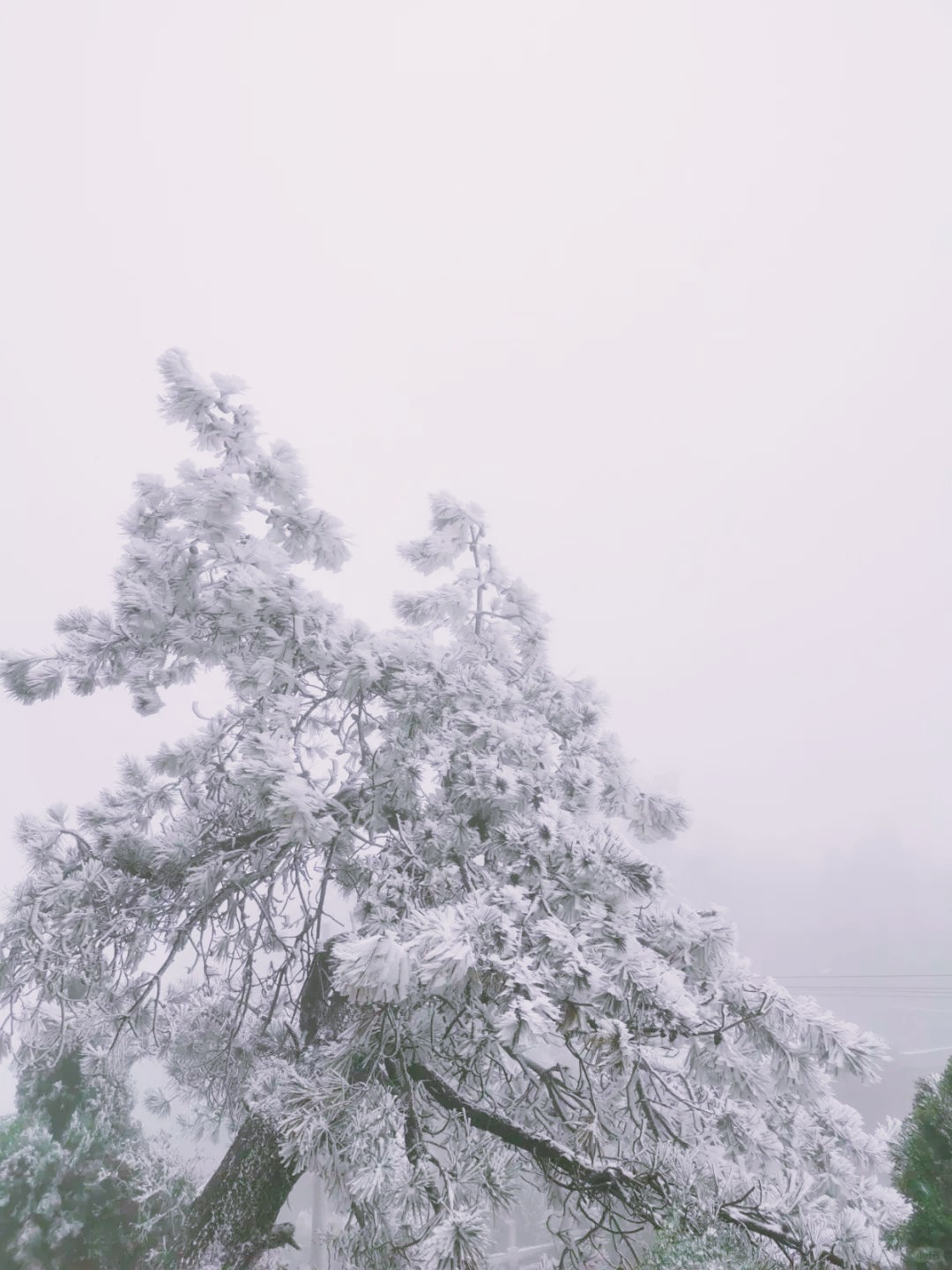 Changsha-There are many places to admire rime in Hunan, and the mountaintops are covered with crystal clear mist, like jade trees!