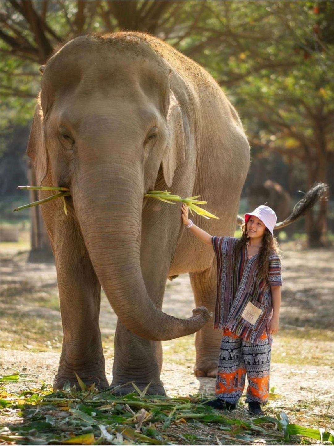 Chiang Mai-Chiang Mai Secret Elephant Camp👏, close contact with elephants, feeding and bathing